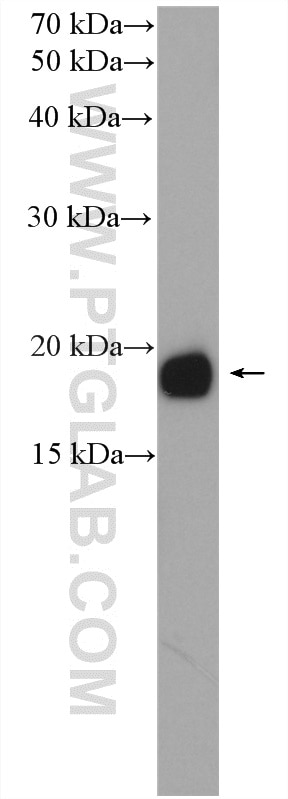 Western Blot (WB) analysis of HeLa cells using CPI17 Polyclonal antibody (11658-1-AP)