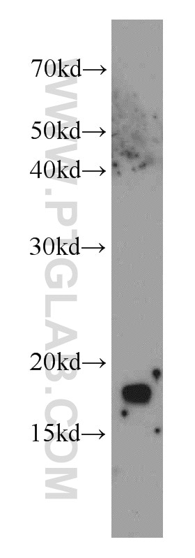 WB analysis of HepG2 using 11658-1-AP