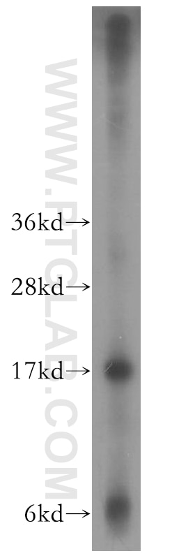 Western Blot (WB) analysis of HepG2 cells using CPI17 Polyclonal antibody (11658-1-AP)
