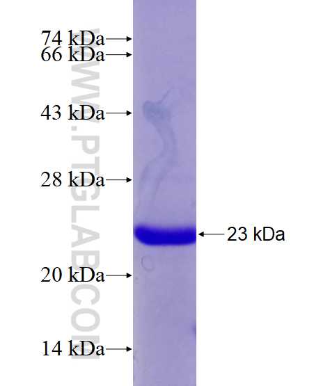 PPP1R14A fusion protein Ag28623 SDS-PAGE