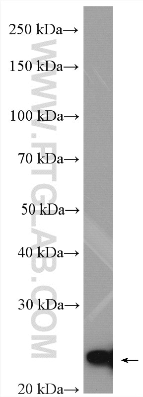 Western Blot (WB) analysis of MCF-7 cells using PPP1R14B Polyclonal antibody (18476-1-AP)