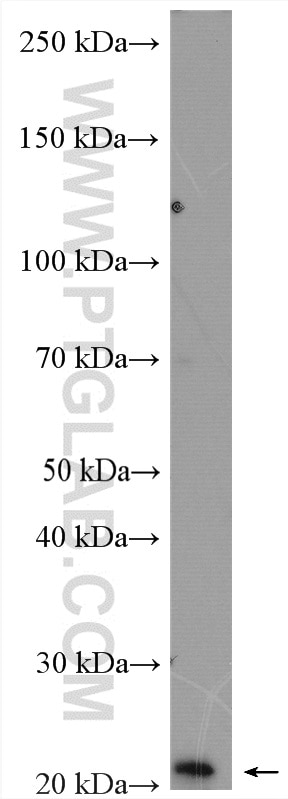 Western Blot (WB) analysis of U2OS cells using PPP1R14B Polyclonal antibody (18476-1-AP)