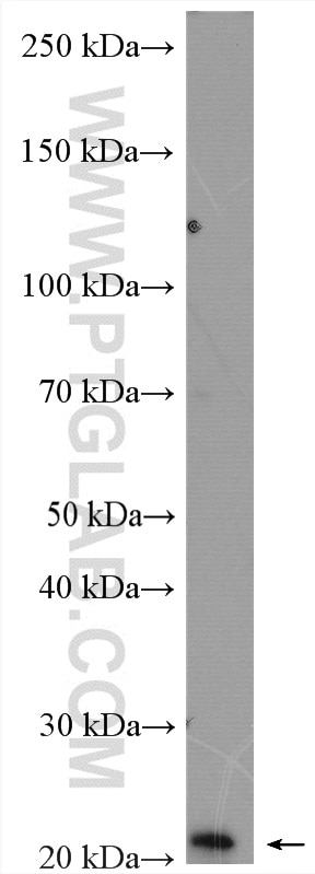 Western Blot (WB) analysis of U2OS cells using PPP1R14B Polyclonal antibody (18476-1-AP)