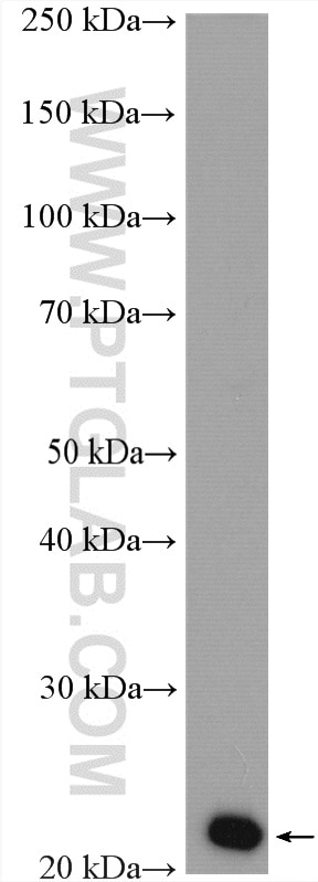 Western Blot (WB) analysis of A549 cells using PPP1R14B Polyclonal antibody (18476-1-AP)