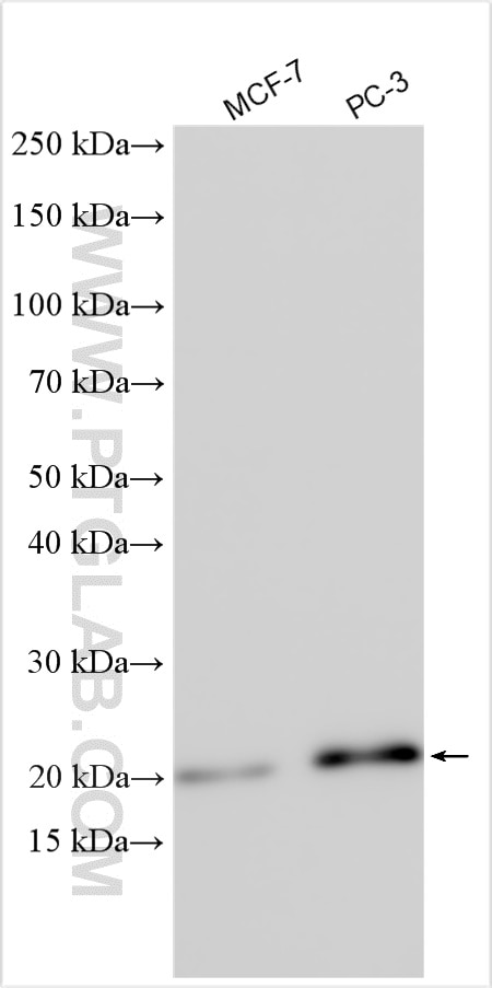 Western Blot (WB) analysis of various lysates using PPP1R14B Polyclonal antibody (18476-1-AP)