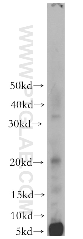 Western Blot (WB) analysis of mouse liver tissue using PPP1R14B Polyclonal antibody (18476-1-AP)