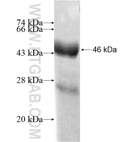 PPP1R14B fusion protein Ag13373 SDS-PAGE