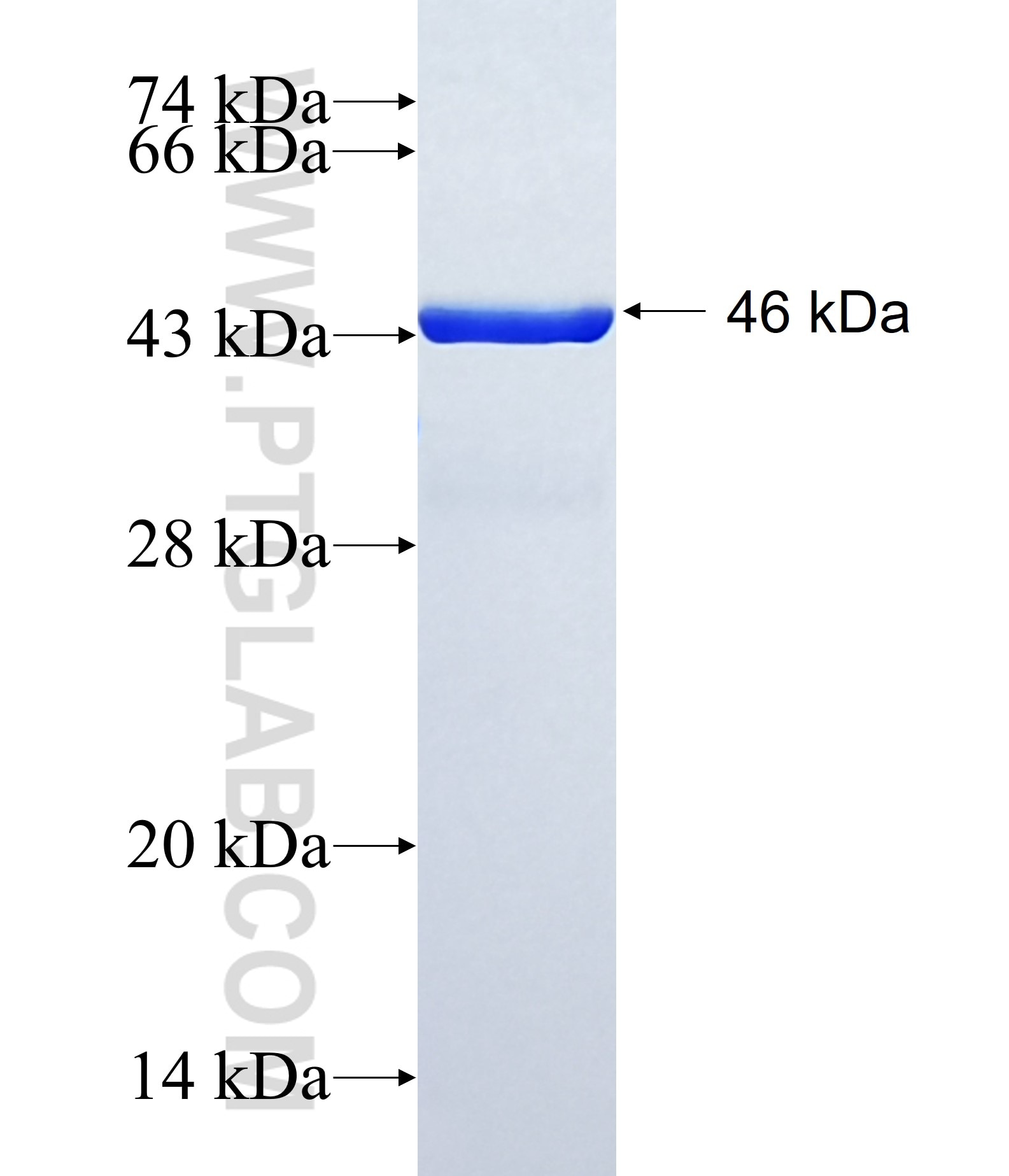 PPP1R14B fusion protein Ag13373 SDS-PAGE