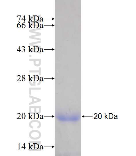 PPP1R14B fusion protein Ag13431 SDS-PAGE