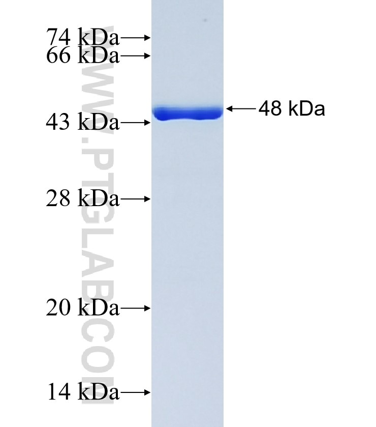 KEPI fusion protein Ag2079 SDS-PAGE