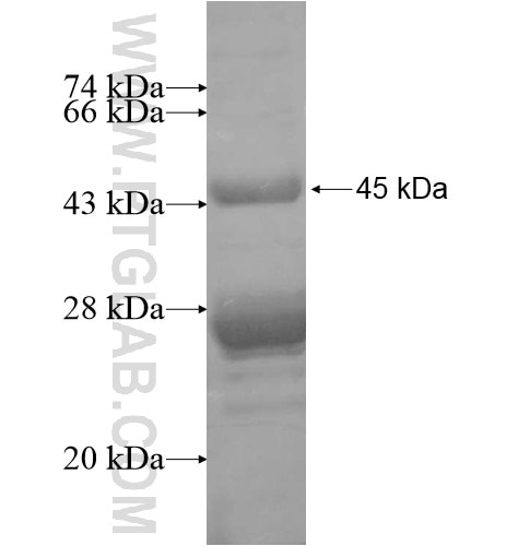 PPP1R14D fusion protein Ag15794 SDS-PAGE
