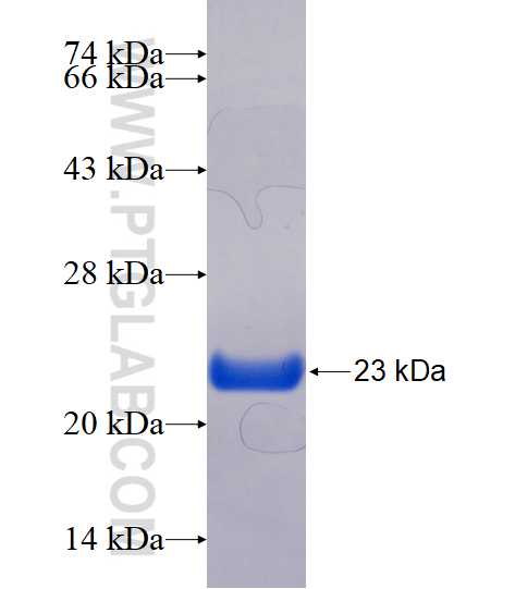 PPP1R14D fusion protein Ag17246 SDS-PAGE