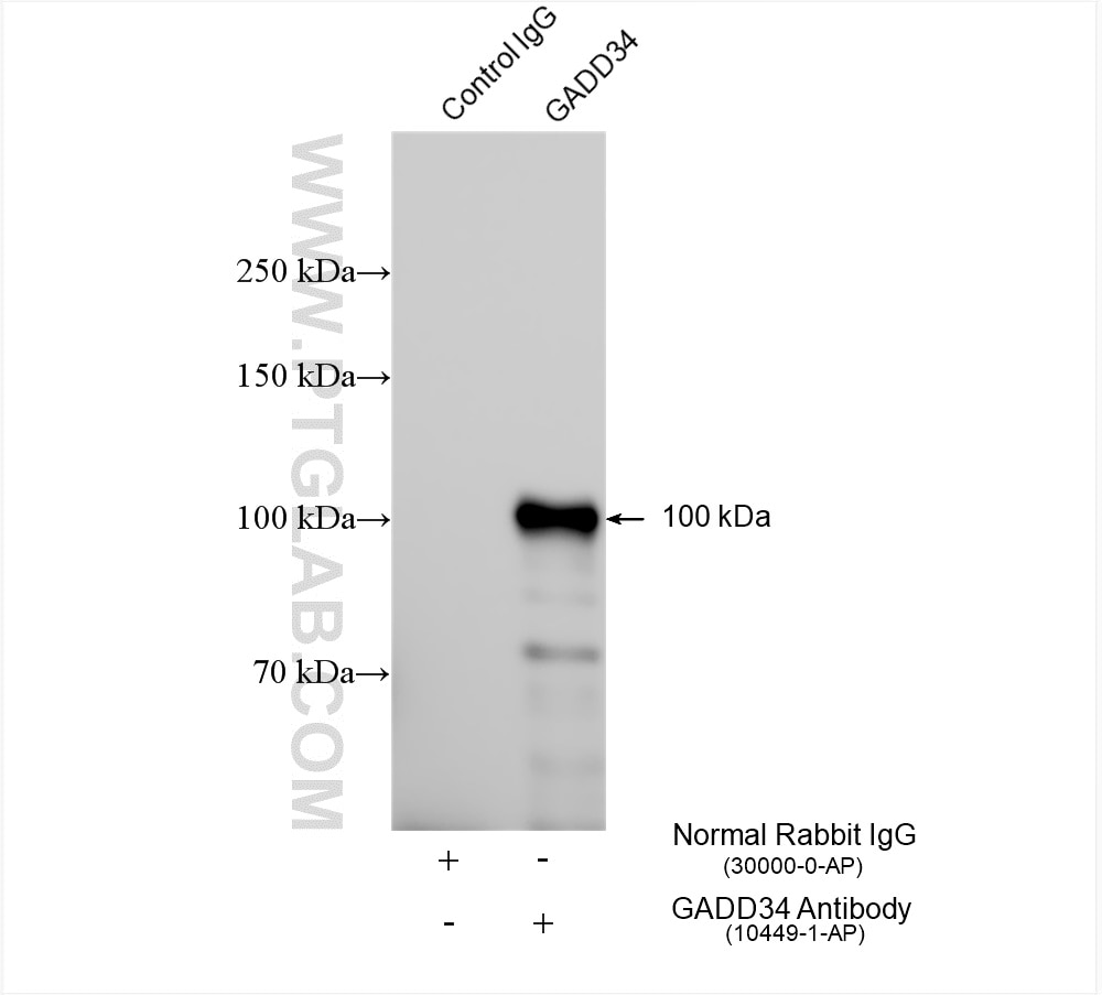 Immunoprecipitation (IP) experiment of NIH/3T3 cells using GADD34 Polyclonal antibody (10449-1-AP)