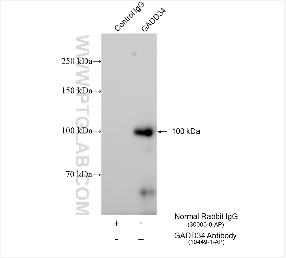 Immunoprecipitation (IP) experiment of K-562 cells using GADD34 Polyclonal antibody (10449-1-AP)