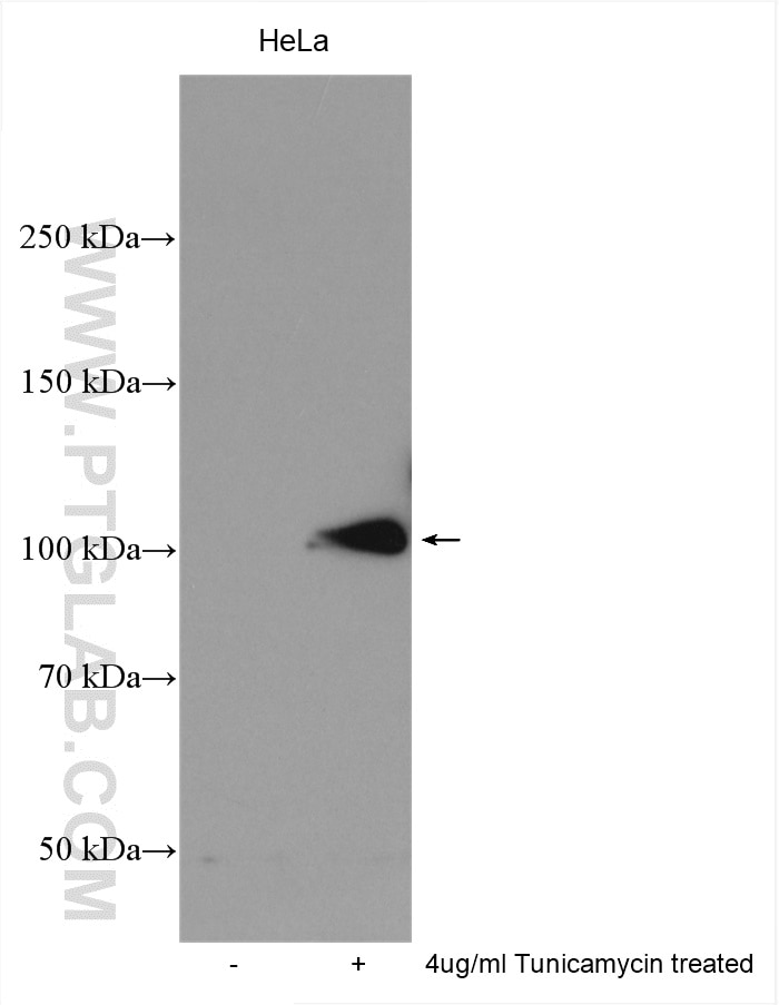 Western Blot (WB) analysis of various lysates using GADD34 Polyclonal antibody (10449-1-AP)