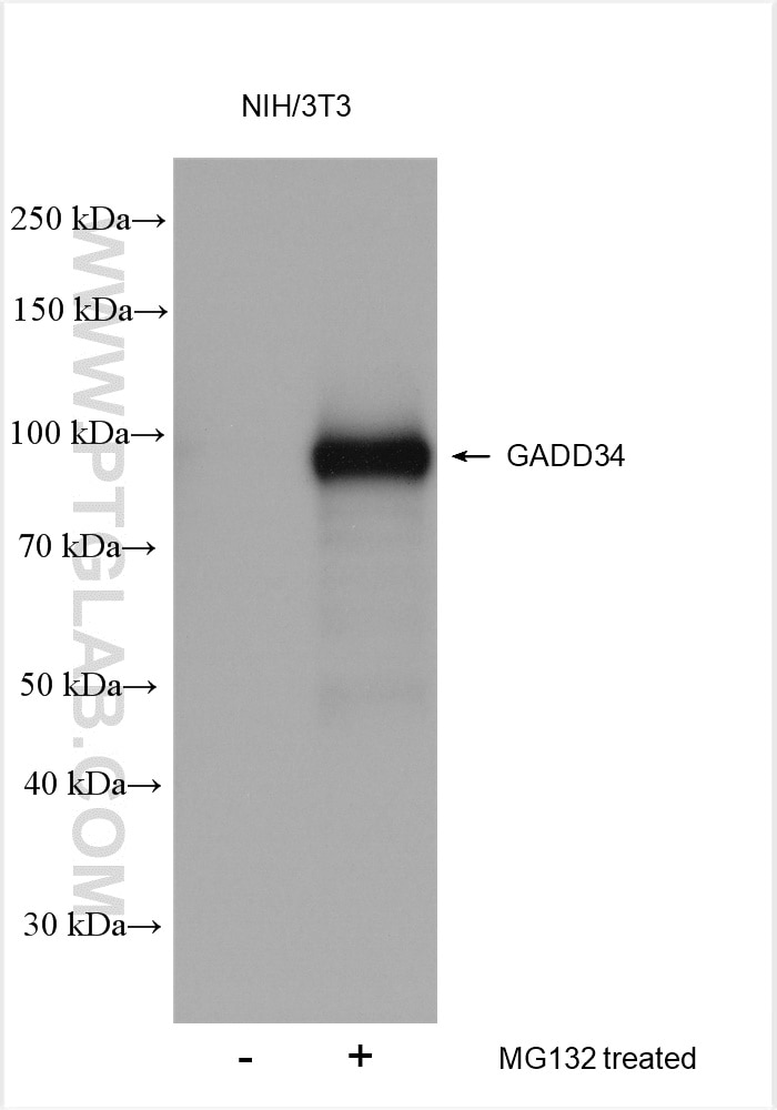Western Blot (WB) analysis of various lysates using GADD34 Polyclonal antibody (10449-1-AP)