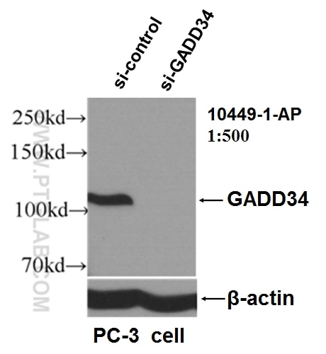 Western Blot (WB) analysis of PC-3 cells using GADD34 Polyclonal antibody (10449-1-AP)
