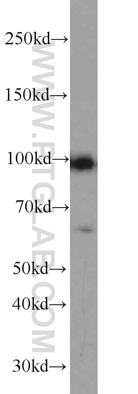 Western Blot (WB) analysis of K-562 cells using GADD34 Polyclonal antibody (10449-1-AP)