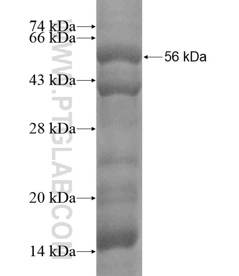 GADD34 fusion protein Ag19287 SDS-PAGE