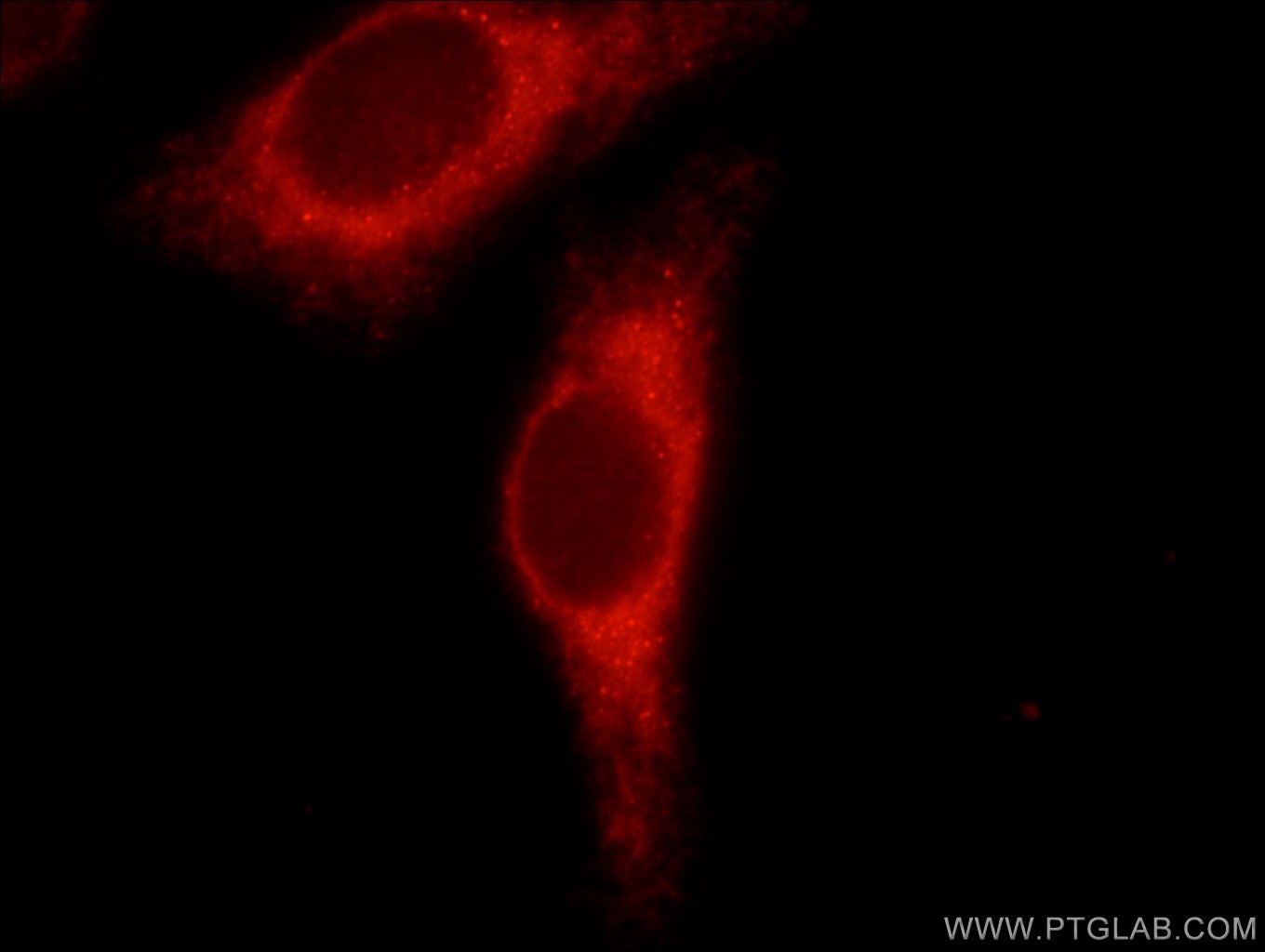Immunofluorescence (IF) / fluorescent staining of HepG2 cells using PPP1R15B Polyclonal antibody (14634-1-AP)