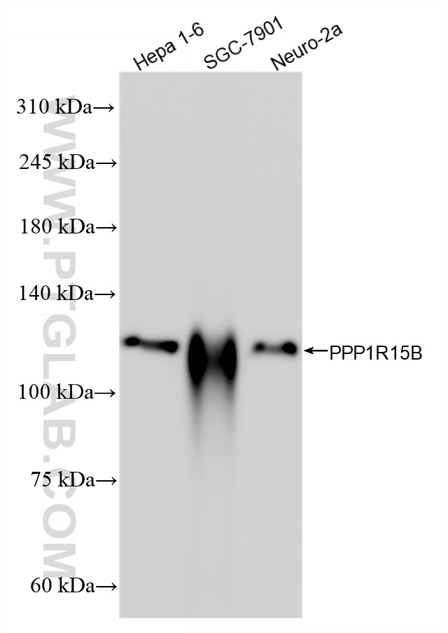 Western Blot (WB) analysis of various lysates using PPP1R15B Recombinant monoclonal antibody (83016-6-RR)