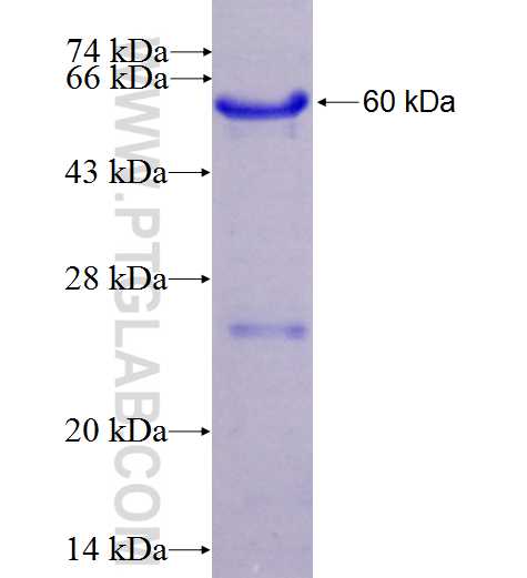 PPP1R15B;CReP fusion protein Ag6343 SDS-PAGE