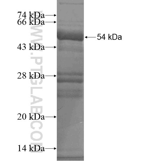 PPP1R16B fusion protein Ag18990 SDS-PAGE