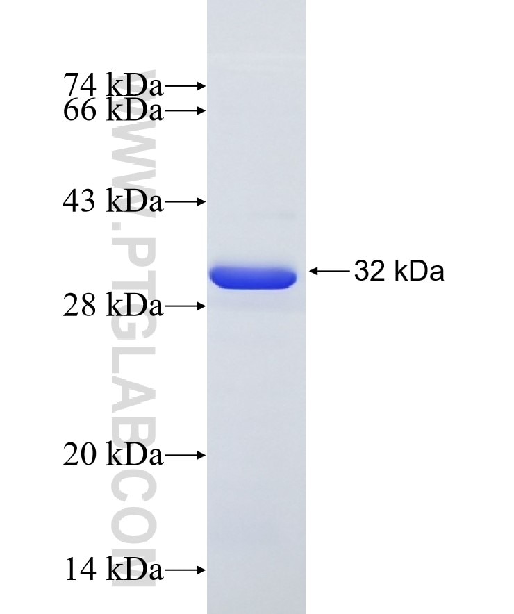 PPP1R16B fusion protein Ag19269 SDS-PAGE