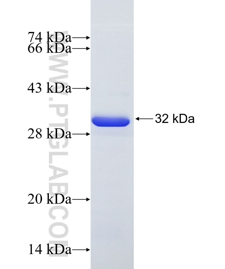 PPP1R16B fusion protein Ag19269 SDS-PAGE