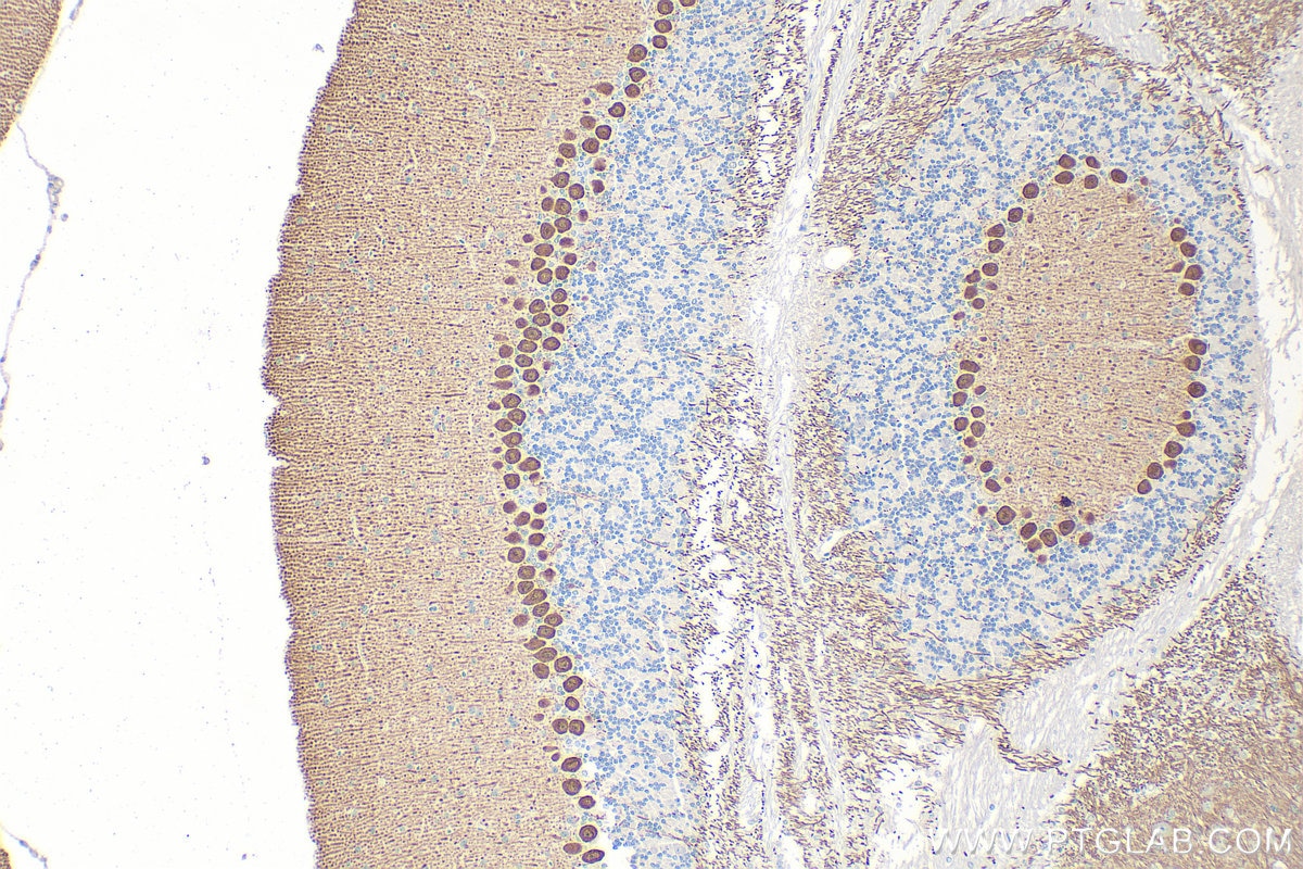 Immunohistochemical analysis of paraffin-embedded mouse cerebellum tissue slide using 27976-1-AP (PPP1R17 antibody) at dilution of 1:200 (under 10x lens). Heat mediated antigen retrieval with Tris-EDTA buffer (pH 9.0). Immunohistochemistry (IHC) staining of mouse cerebellum tissue using PPP1R17 Polyclonal antibody (27976-1-AP)