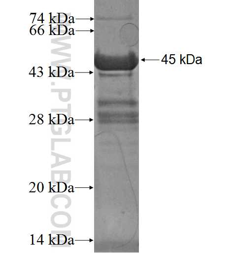 PPP1R1A fusion protein Ag3128 SDS-PAGE