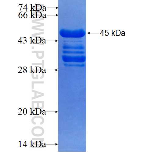 DARPP32 fusion protein Ag1216 SDS-PAGE