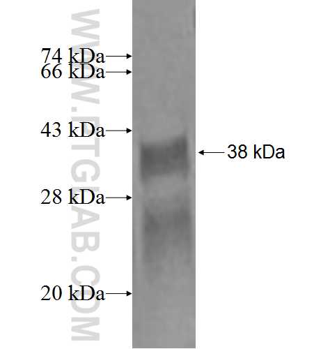 PPP1R1C fusion protein Ag2353 SDS-PAGE