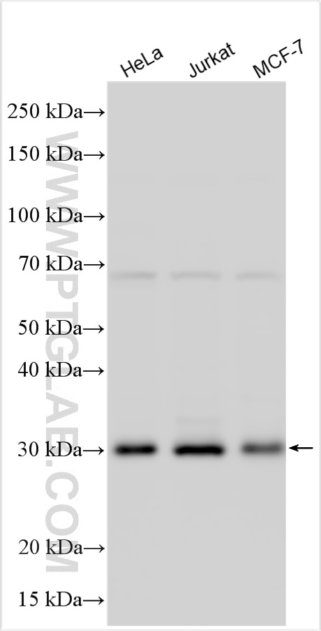 Western Blot (WB) analysis of various lysates using PPP1R2 Polyclonal antibody (10516-1-AP)