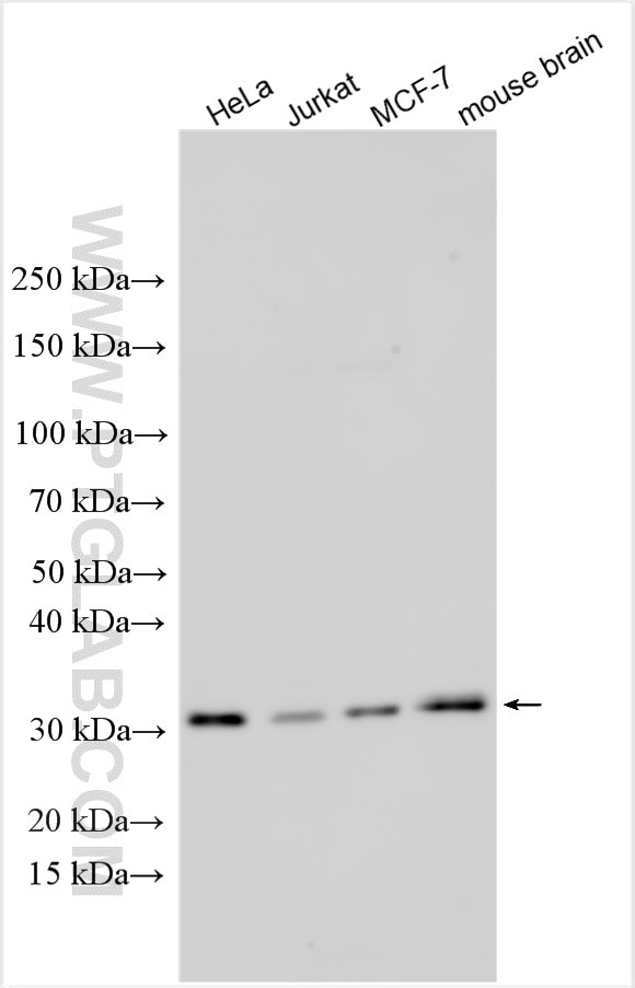 Western Blot (WB) analysis of various lysates using PPP1R2 Polyclonal antibody (10516-1-AP)