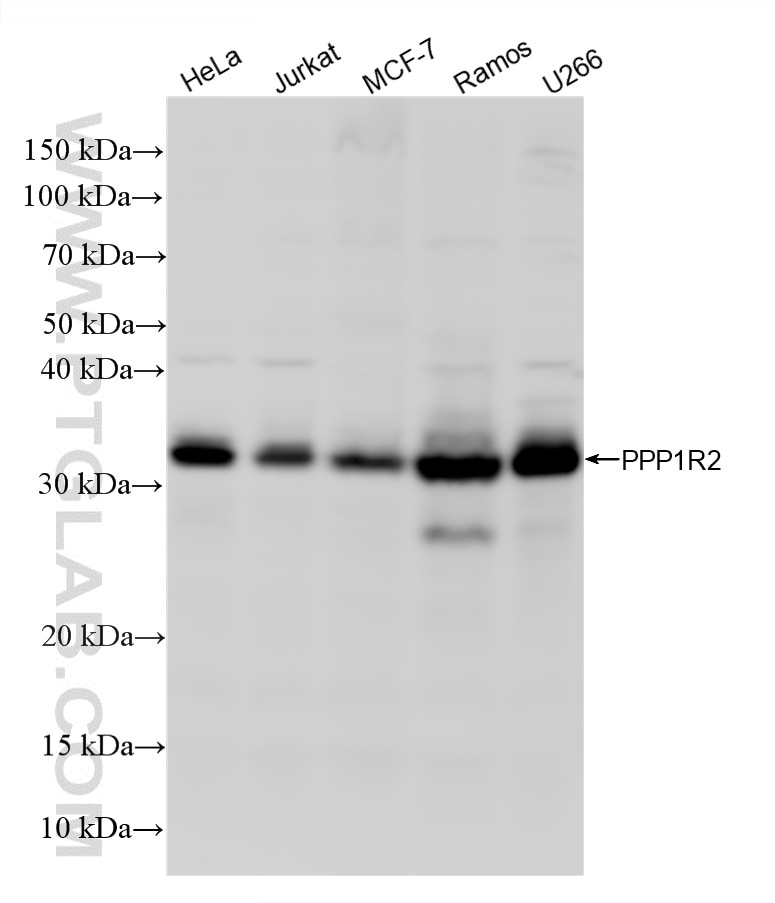WB analysis using 87916-1-RR Western Blot (WB) analysis of various lysates using PPP1R2 Recombinant monoclonal antibody (87916-1-RR)