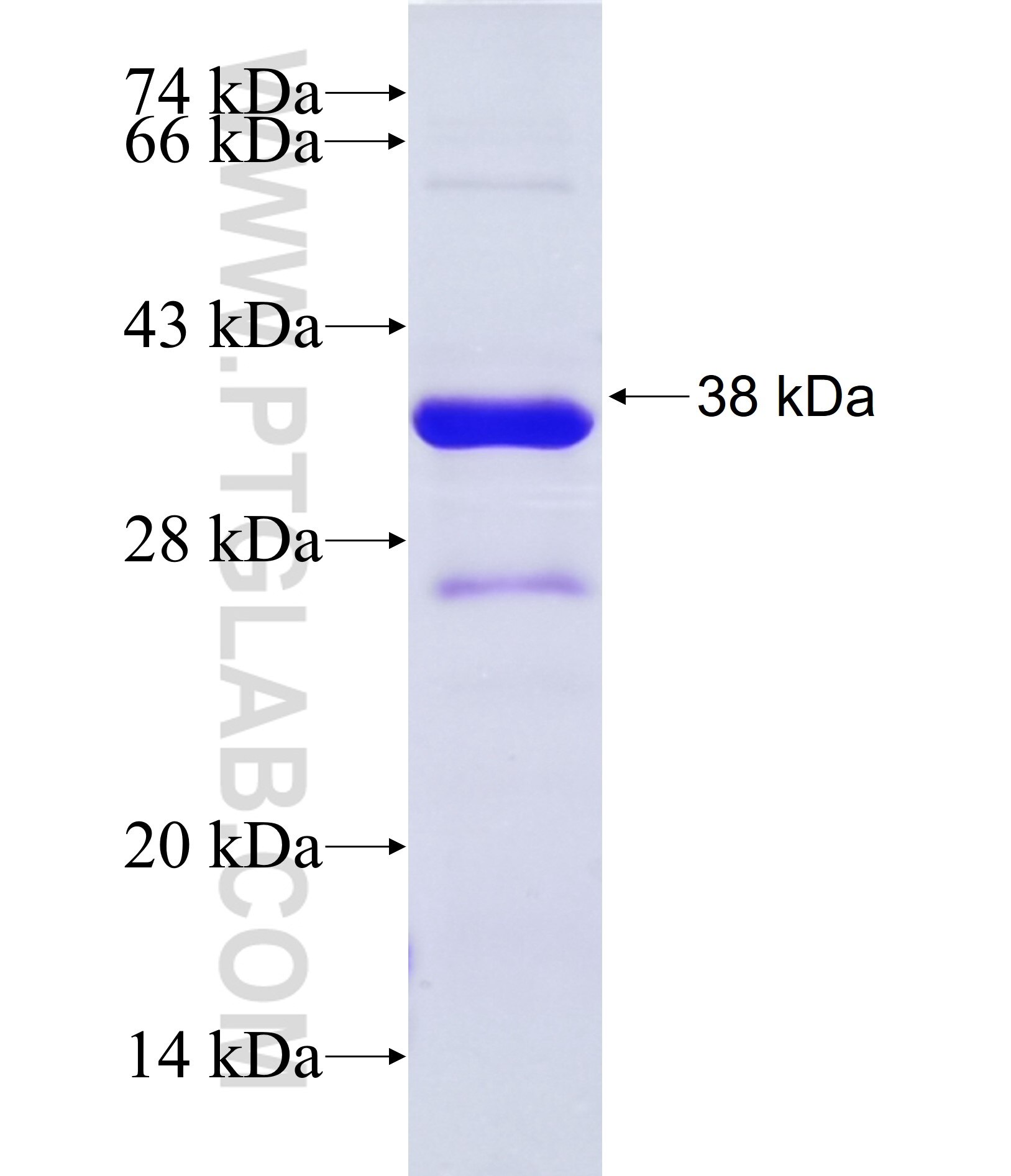 PPP1R2 fusion protein Ag37179 SDS-PAGE PPP1R2 fusion protein Ag37179 SDS-PAGE