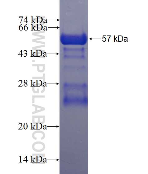 PPP1R2 fusion protein Ag0805 SDS-PAGE