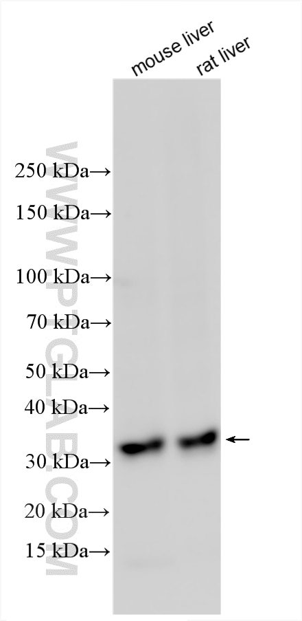 WB analysis using 14190-1-AP (same clone as 14190-1-PBS) Western Blot (WB) analysis of various lysates using PPP1R3B Polyclonal antibody (14190-1-AP)