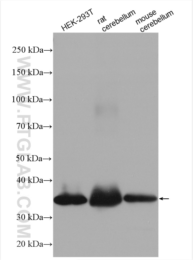 Western Blot (WB) analysis of various lysates using PPP1R3C Polyclonal antibody (29424-1-AP)