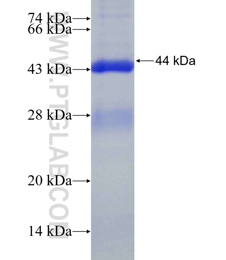 PPP1R3C fusion protein Ag30280 SDS-PAGE