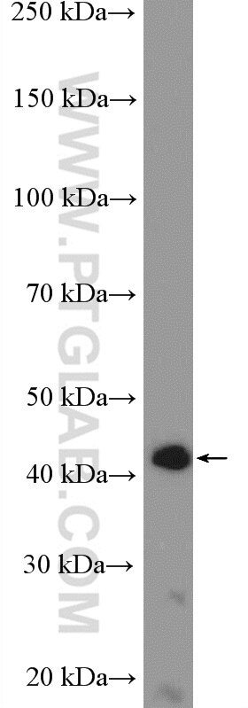 Western Blot (WB) analysis of PC-3 cells using PPP1R7 Polyclonal antibody (11664-1-AP)