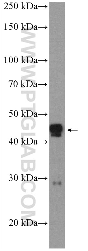 Western Blot (WB) analysis of mouse brain tissue using PPP1R7 Polyclonal antibody (11664-1-AP)