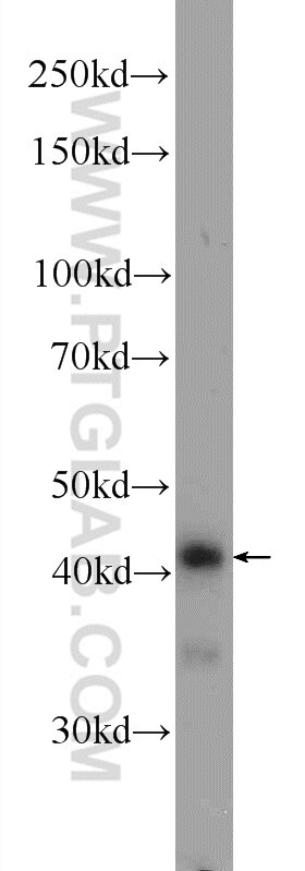 Western Blot (WB) analysis of mouse liver tissue using PPP1R7 Polyclonal antibody (11664-1-AP)