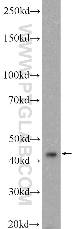 Western Blot (WB) analysis of HEK-293 cells using PPP1R7 Polyclonal antibody (11664-1-AP)