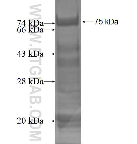 PPP1R7 fusion protein Ag2263 SDS-PAGE