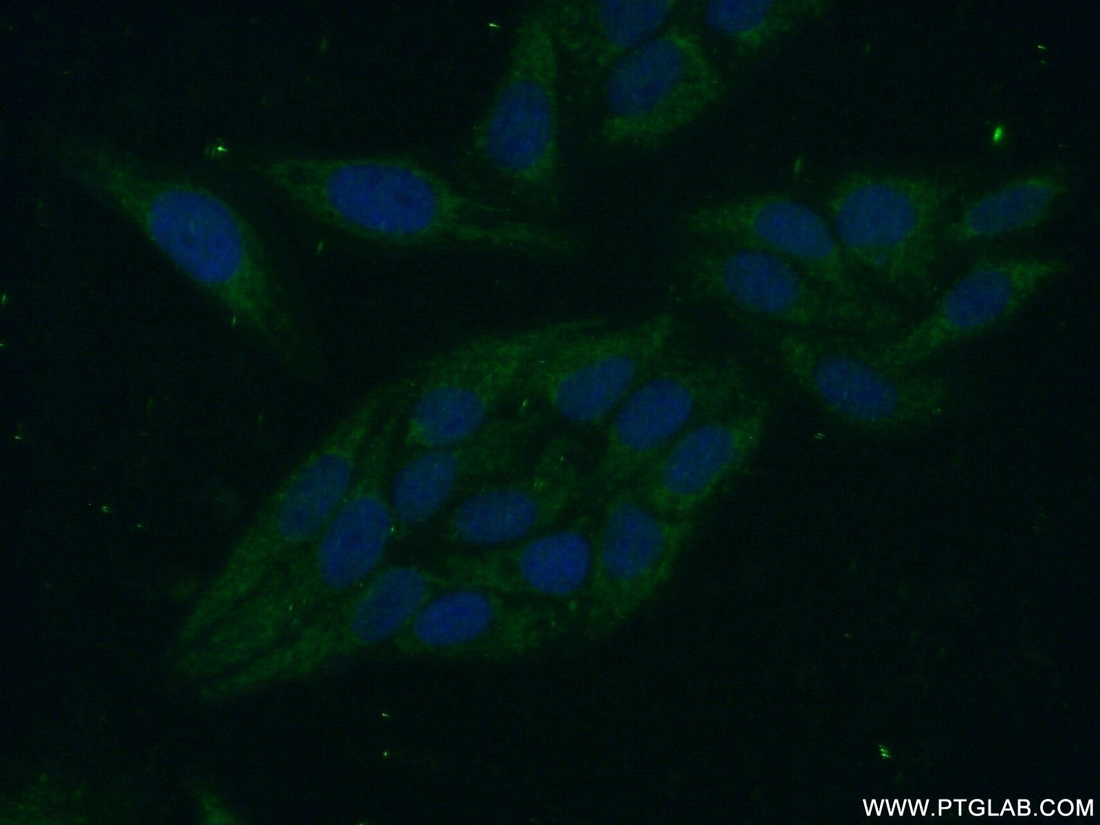 Immunofluorescence (IF) / fluorescent staining of HepG2 cells using PPP1R8 Polyclonal antibody (16115-1-AP)