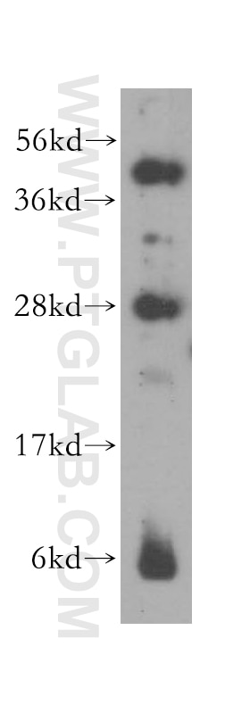Western Blot (WB) analysis of PC-3 cells using PPP1R8 Polyclonal antibody (16115-1-AP)