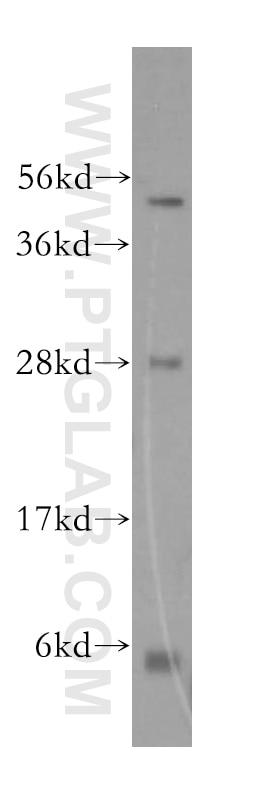 Western Blot (WB) analysis of HepG2 cells using PPP1R8 Polyclonal antibody (16115-1-AP)
