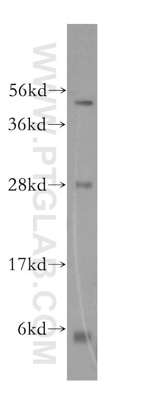 WB analysis of HepG2 using 16115-1-AP